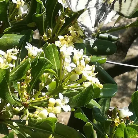 ベッド・アンド・ブレックファスト Borgo Della Rocca モンテムルロ