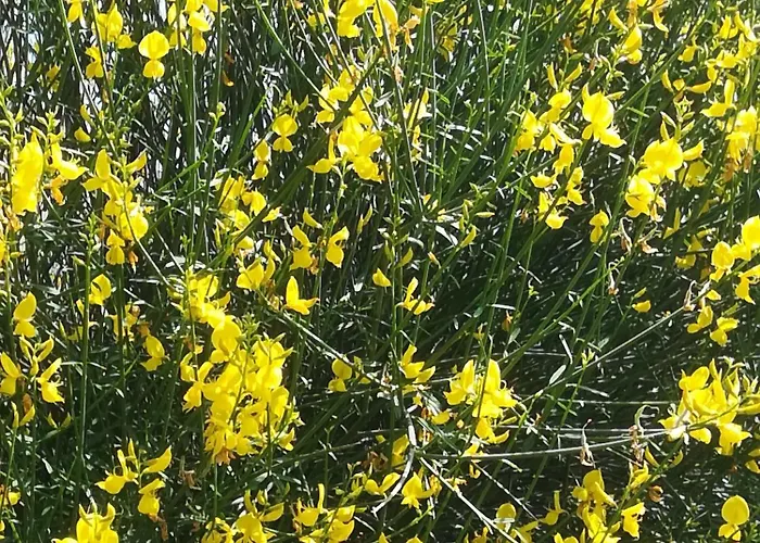 Borgo Della Rocca * Montemurlo