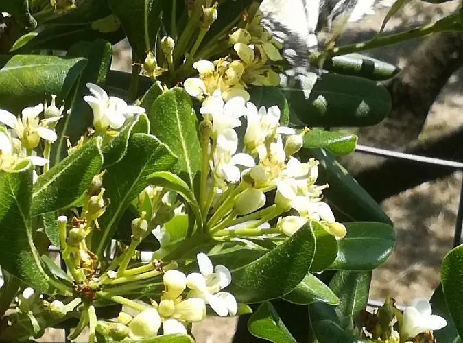 Frühstückspension Borgo Della Rocca Montemurlo